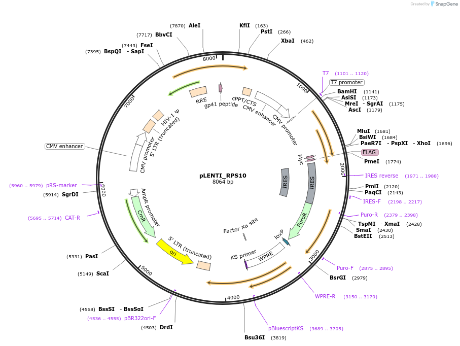 127129-plasmid-map-sequence-id-251586