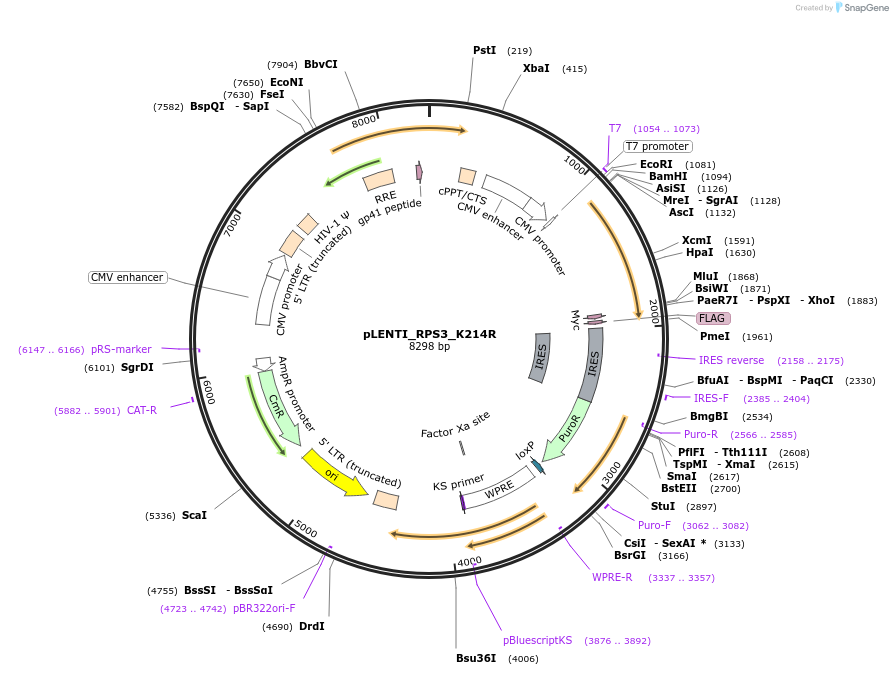127132-plasmid-map-sequence-id-251589