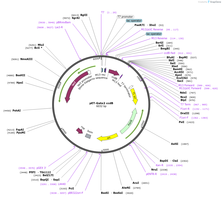 117116-plasmid-map-sequence-id-251594