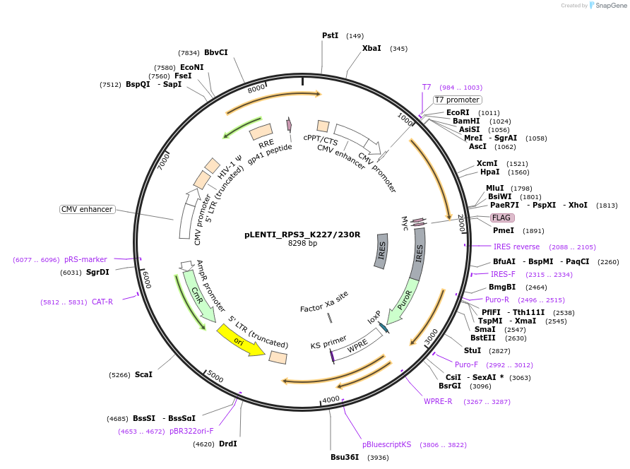 127135-plasmid-map-sequence-id-251595