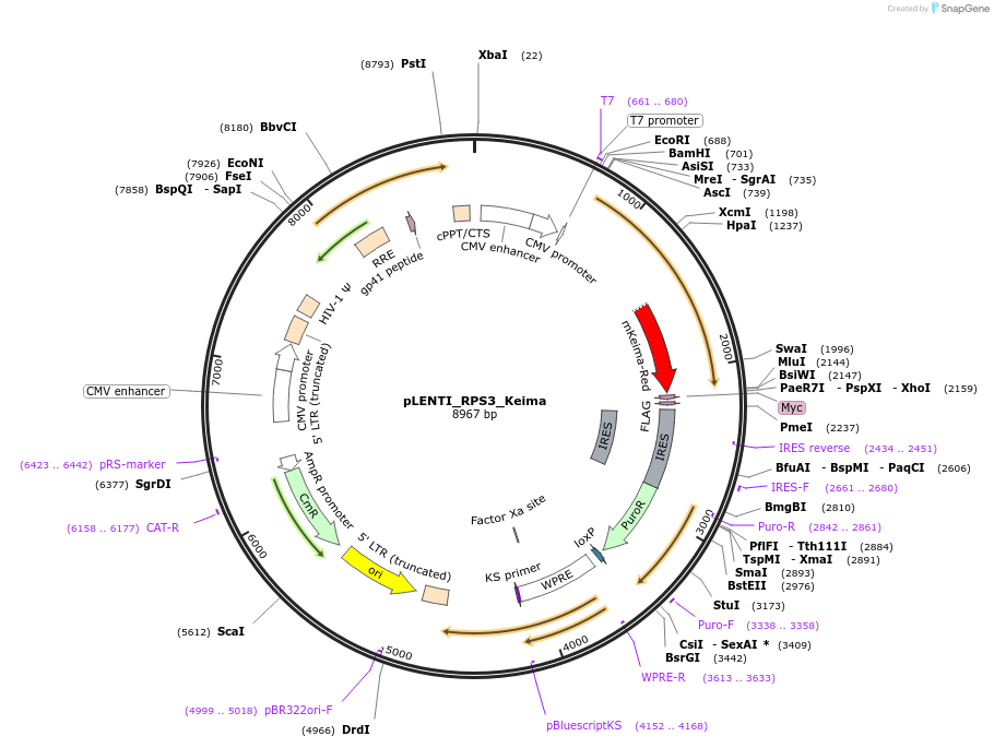 127140-plasmid-map-sequence-id-251596