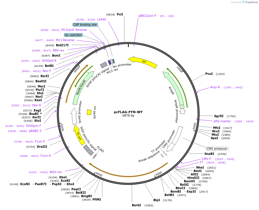 74509-plasmid-map-sequence-id-251597