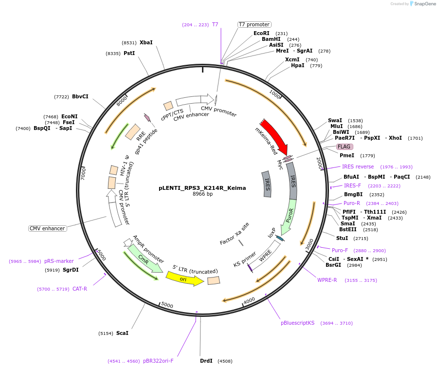 127143-plasmid-map-sequence-id-251598