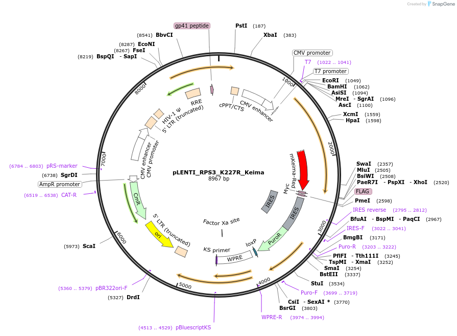 127144-plasmid-map-sequence-id-251599