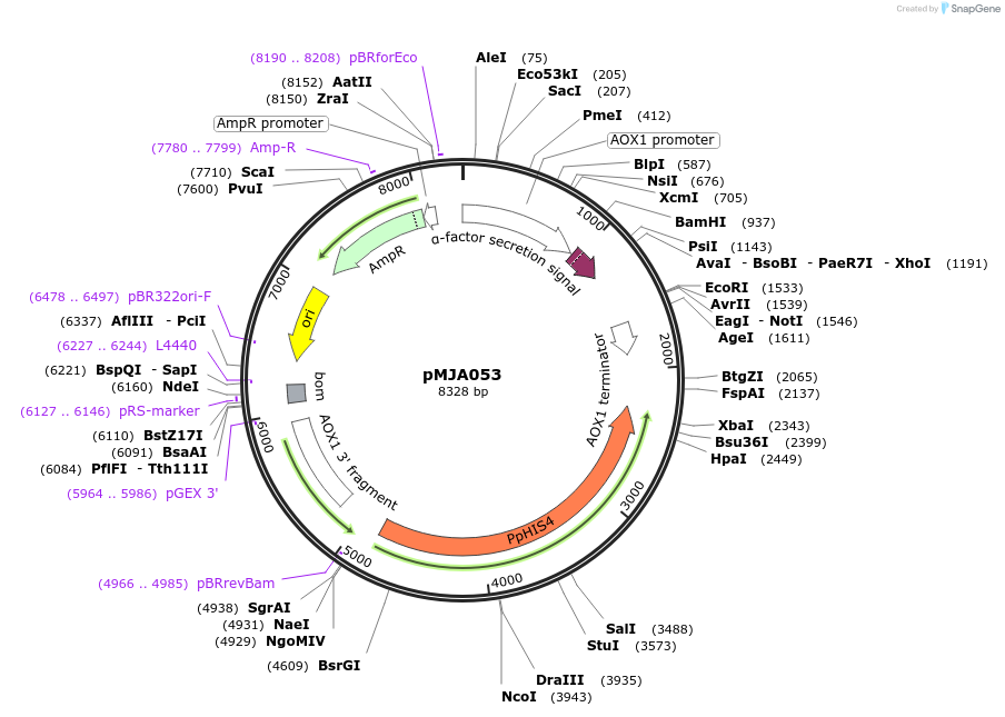 128515-plasmid-map-sequence-id-251600