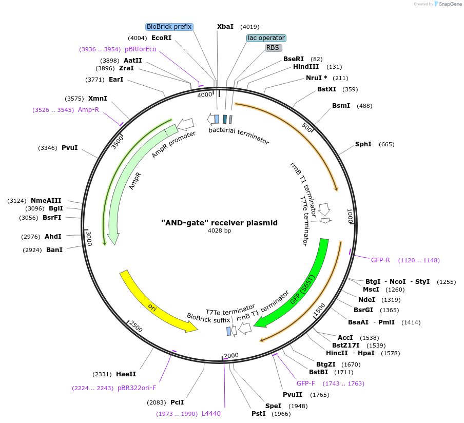 127676-plasmid-map-sequence-id-251602