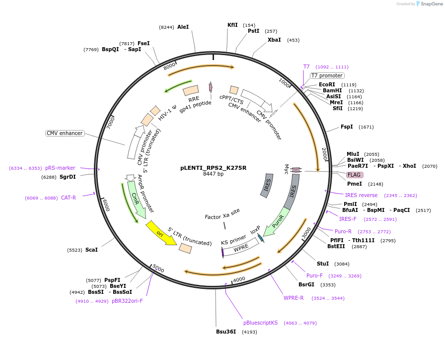 127131-plasmid-map-sequence-id-251612