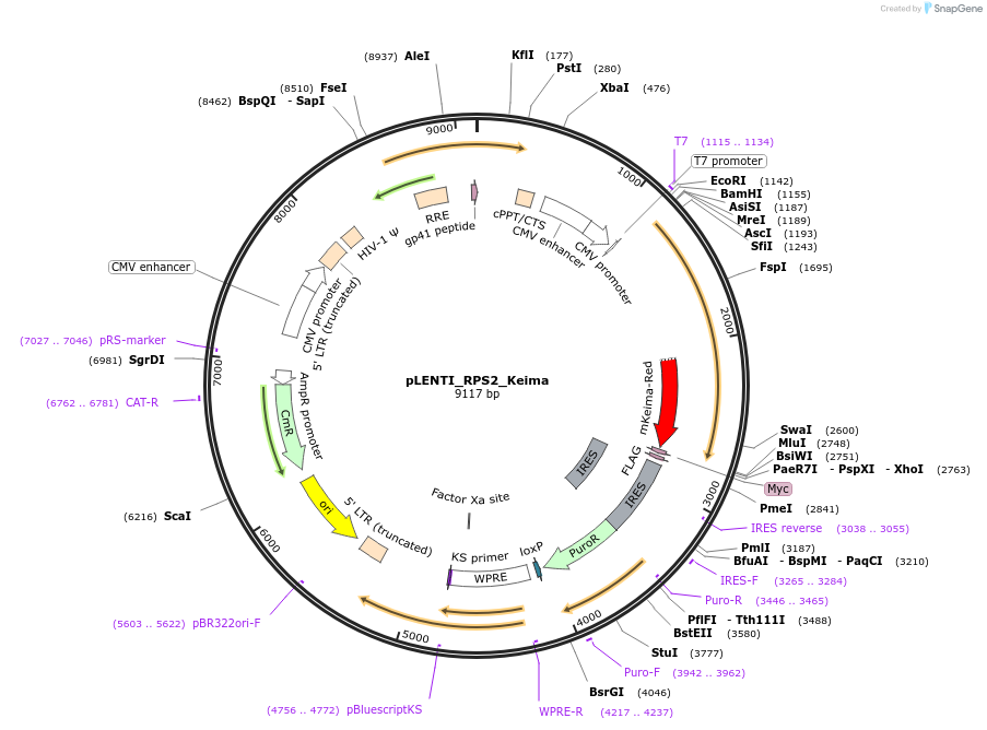127139-plasmid-map-sequence-id-251614