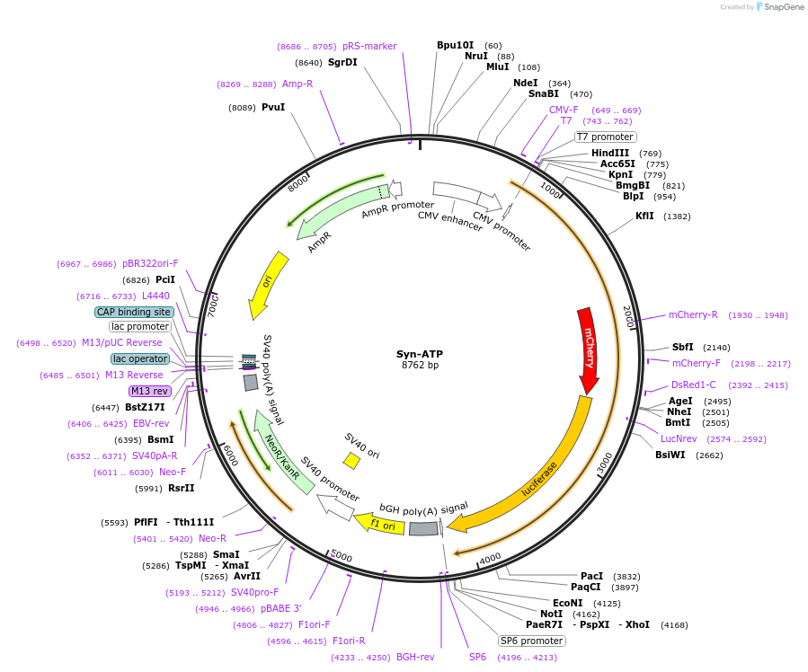 51819-plasmid-map-sequence-id-251621