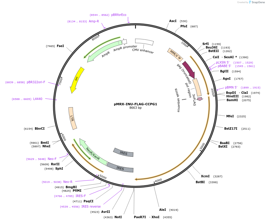 128262-plasmid-map-sequence-id-251638