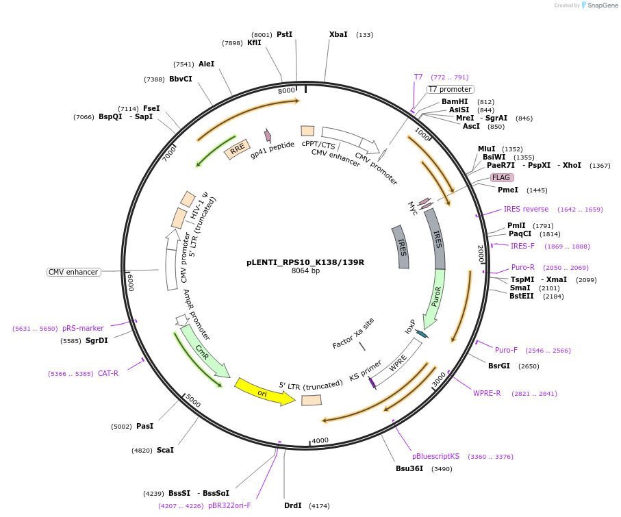 127138-plasmid-map-sequence-id-251649