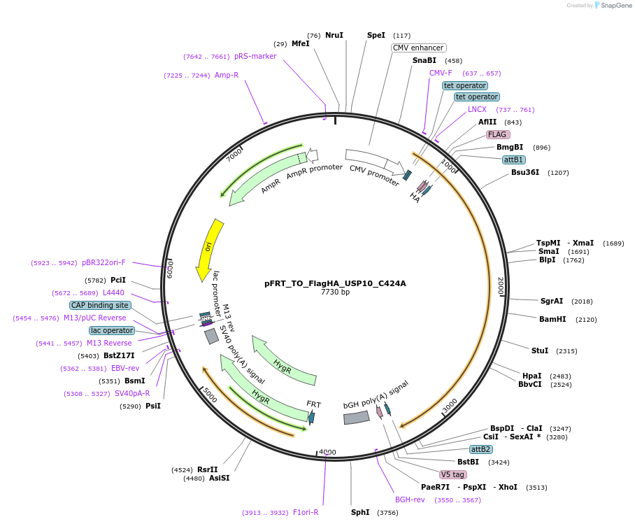 127103-plasmid-map-sequence-id-251650