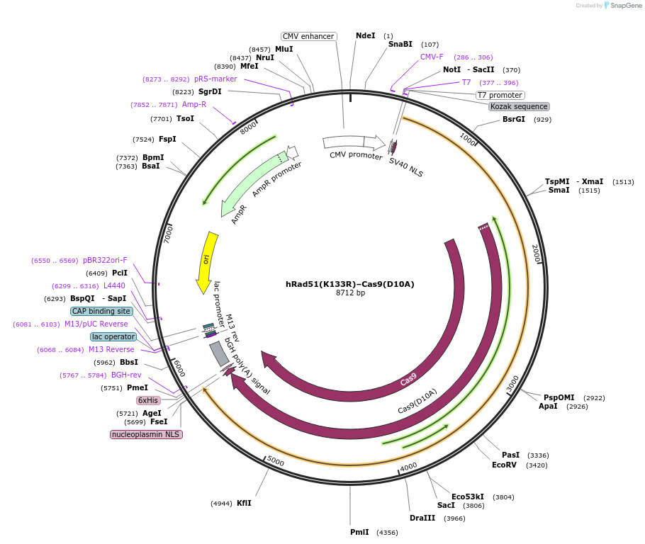 125568-plasmid-map-sequence-id-251655