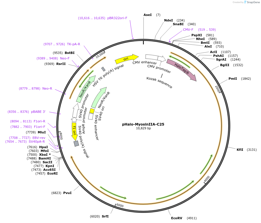 128573-plasmid-map-sequence-id-251671