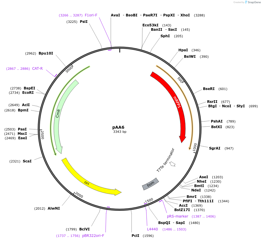 128282-plasmid-map-sequence-id-251674