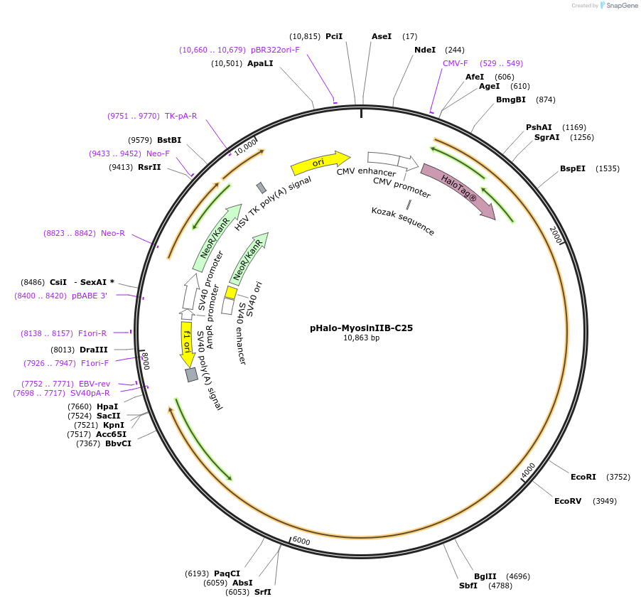 128574-plasmid-map-sequence-id-251676