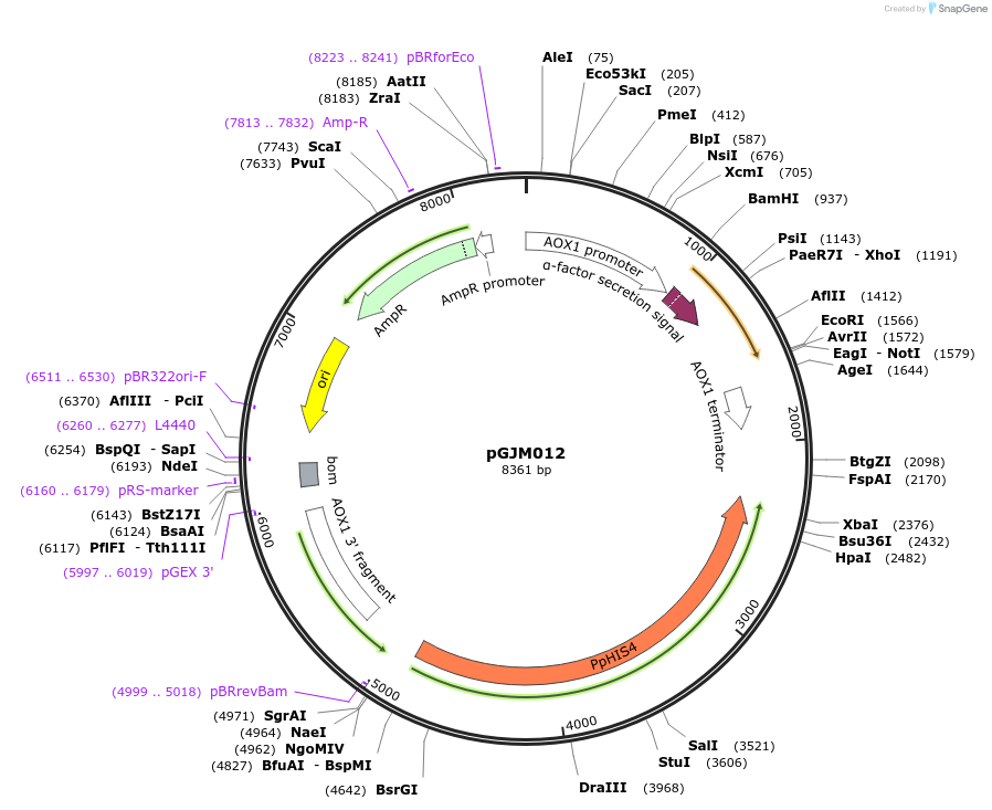 128547-plasmid-map-sequence-id-251678
