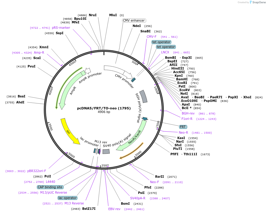 41000-plasmid-map-sequence-id-251679