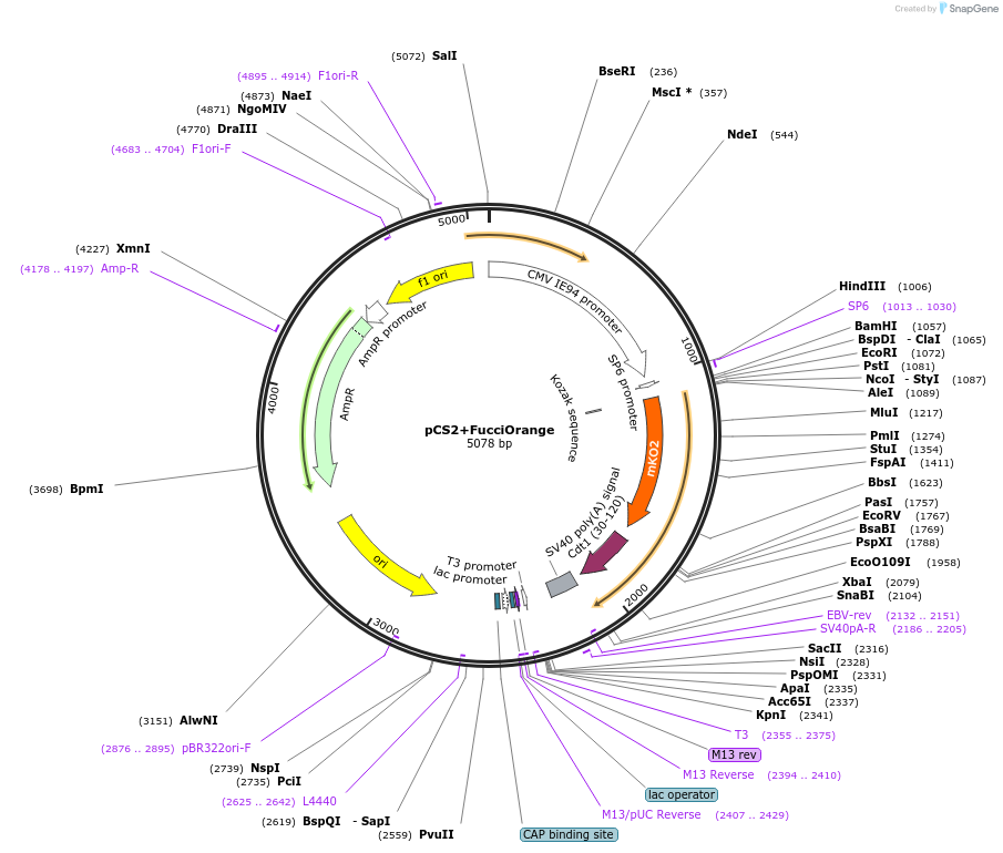 128427-plasmid-map-sequence-id-251684