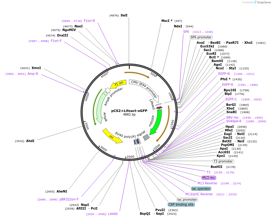 128428-plasmid-map-sequence-id-251686