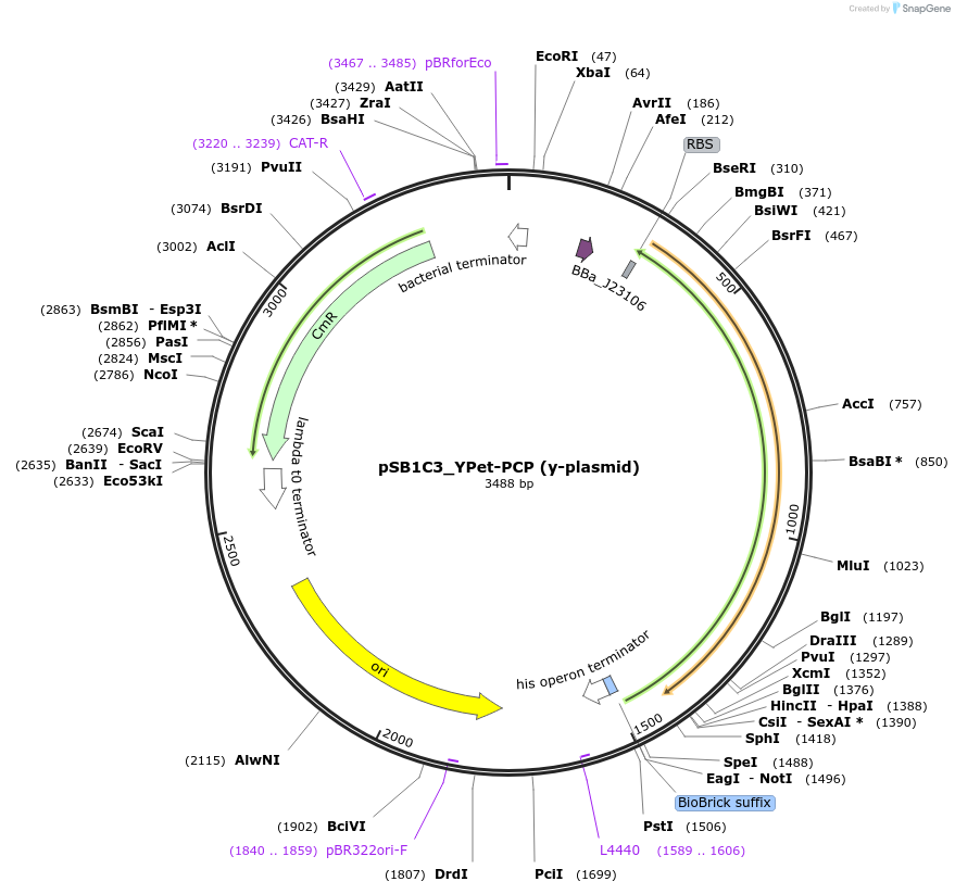 127637-plasmid-map-sequence-id-251705