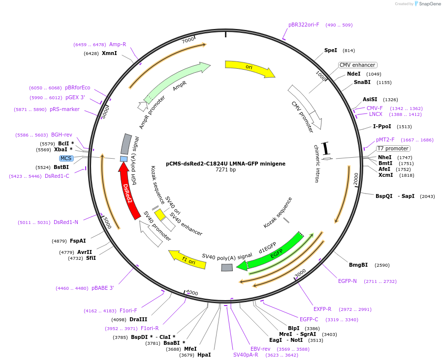 128231-plasmid-map-sequence-id-251707