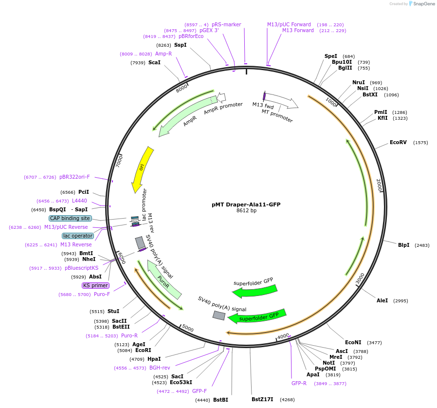 126654-plasmid-map-sequence-id-251710