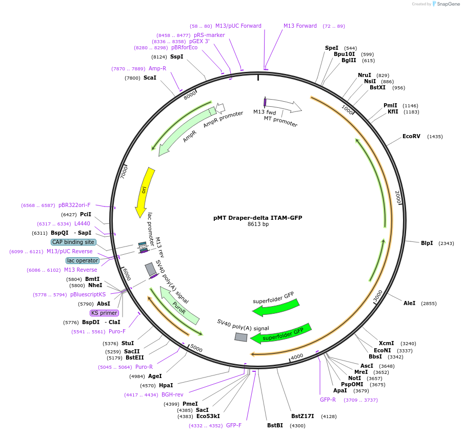 126655-plasmid-map-sequence-id-251711