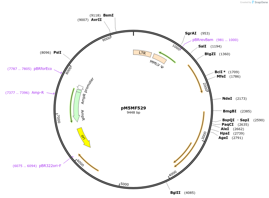 17686-plasmid-map-sequence-id-251712