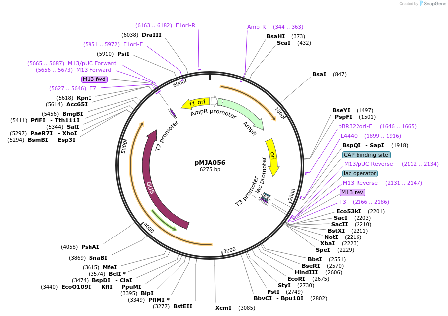 128516-plasmid-map-sequence-id-251714
