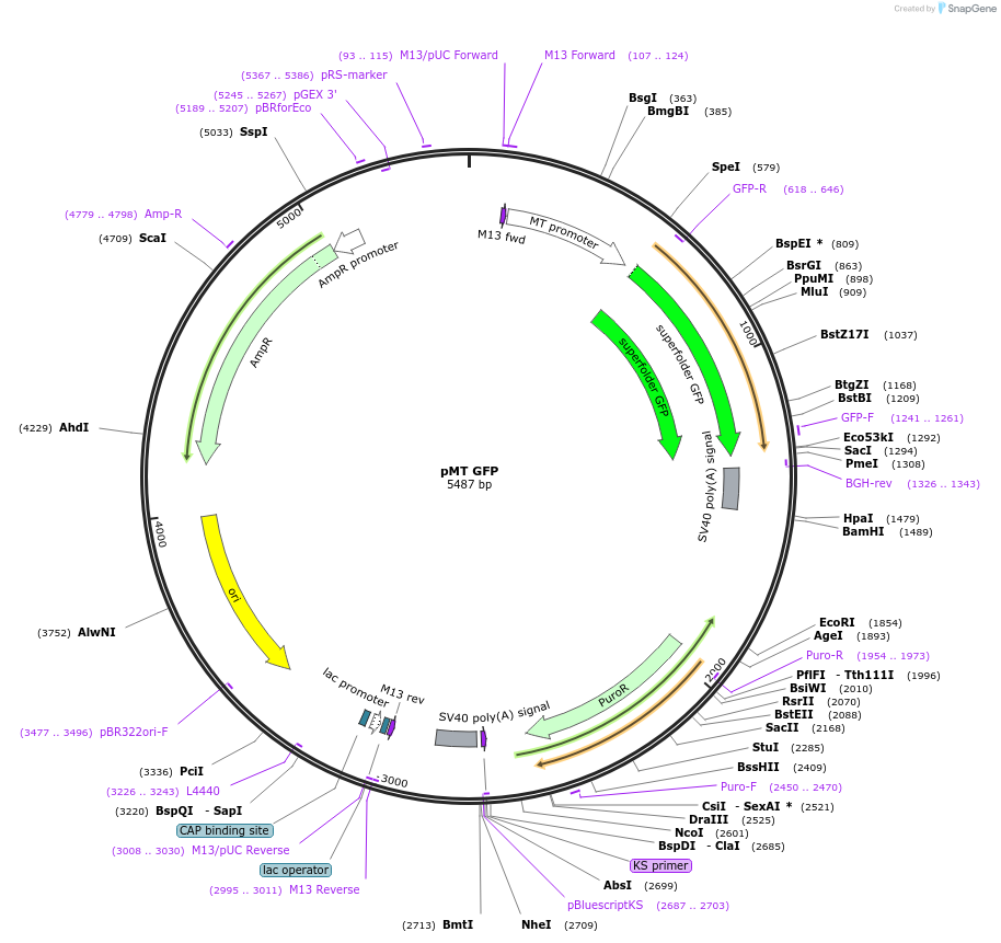 126657-plasmid-map-sequence-id-251715