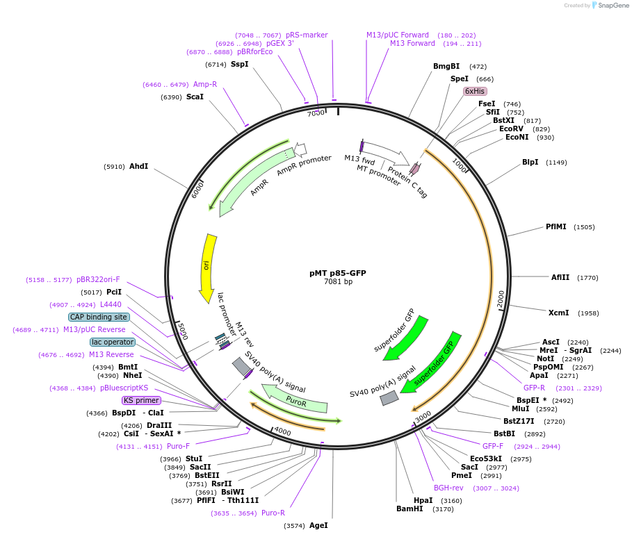126660-plasmid-map-sequence-id-251717