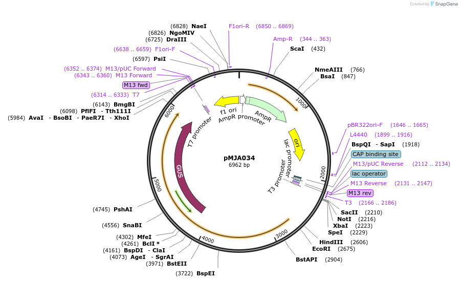 128514-plasmid-map-sequence-id-251723