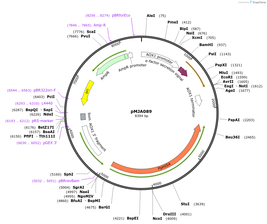 128518-plasmid-map-sequence-id-251728