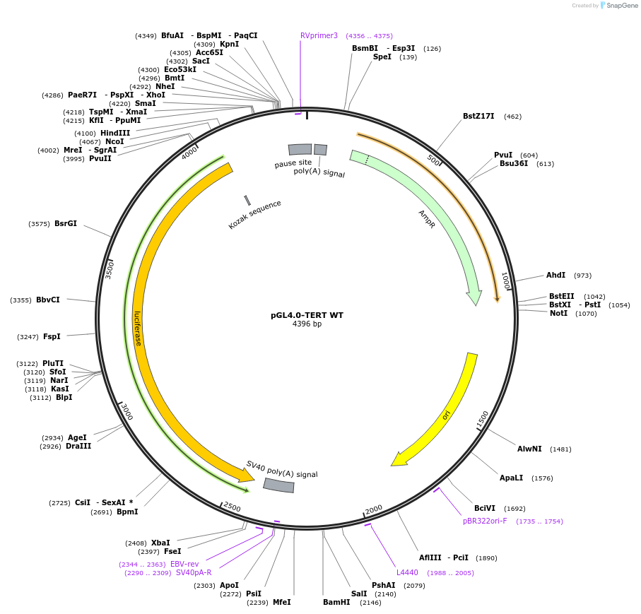 84924-plasmid-map-sequence-id-251738