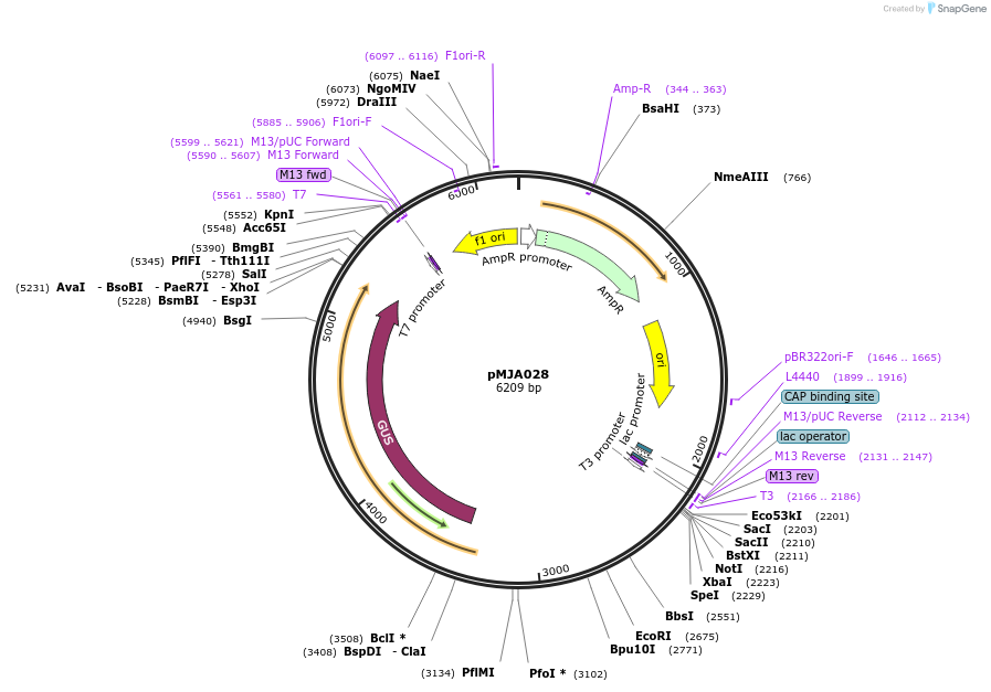 128513-plasmid-map-sequence-id-251745