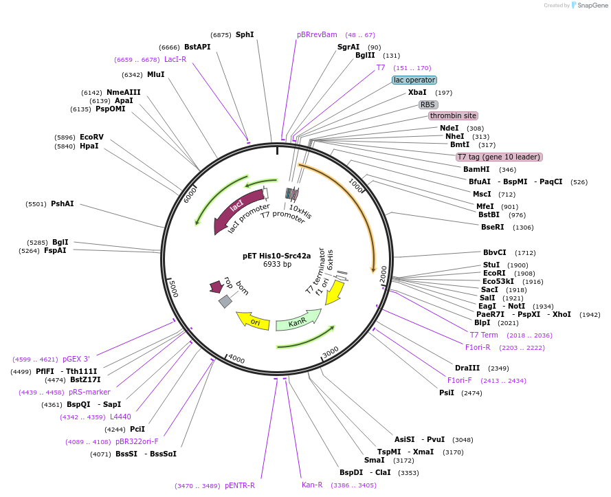 126674-plasmid-map-sequence-id-251763