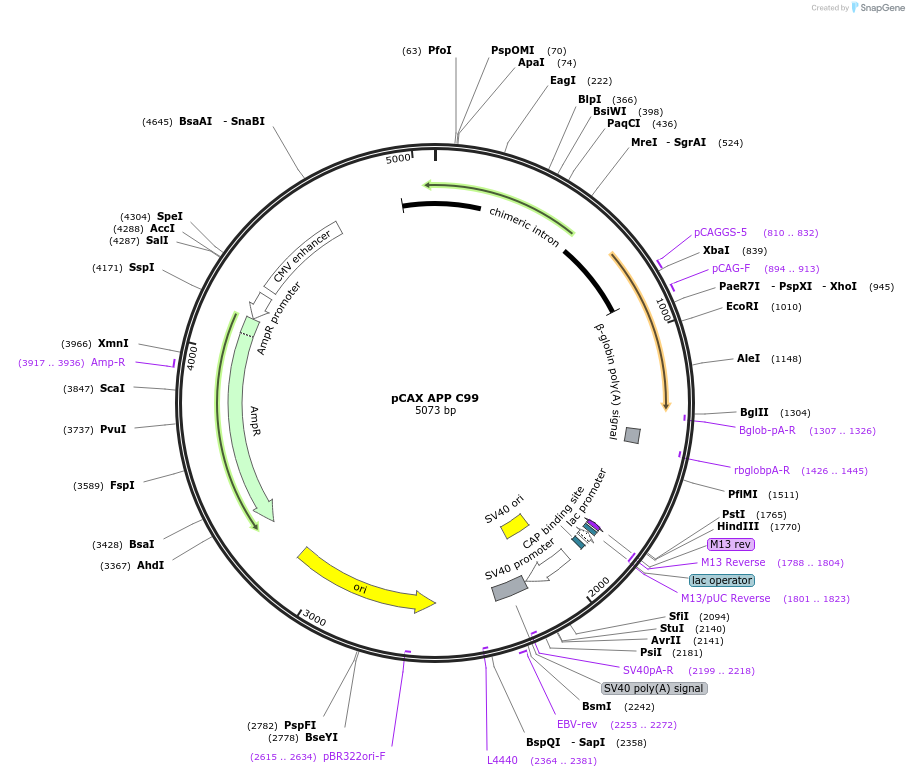 30146-plasmid-map-sequence-id-251767