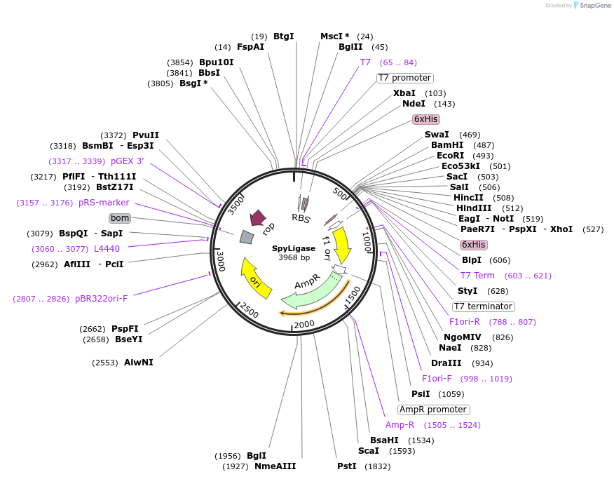 51722-plasmid-map-sequence-id-251770