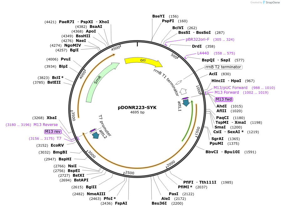 23907-plasmid-map-sequence-id-251772