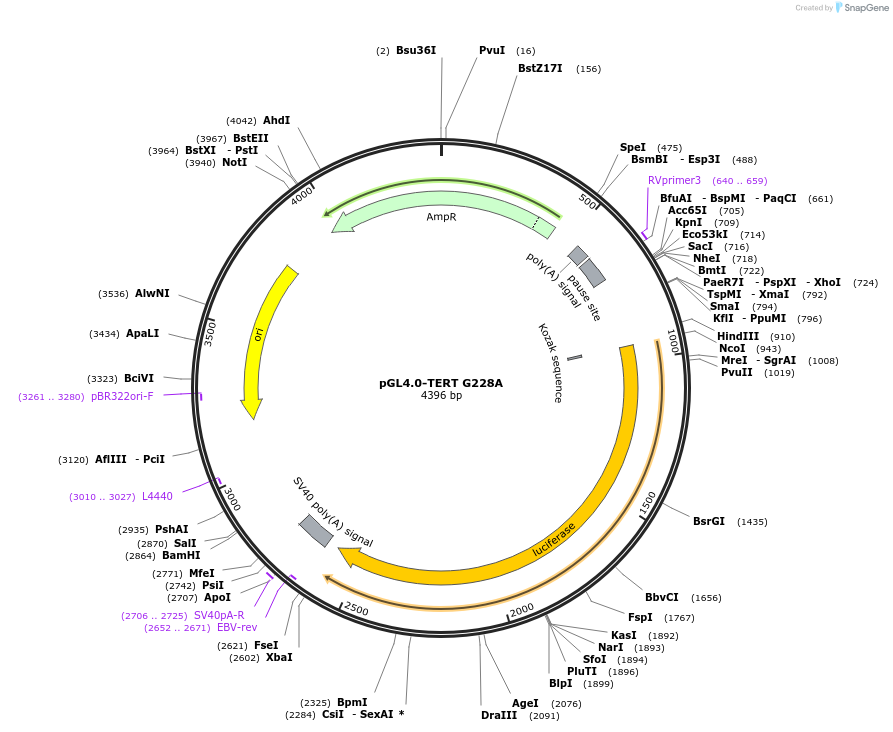 84926-plasmid-map-sequence-id-251787