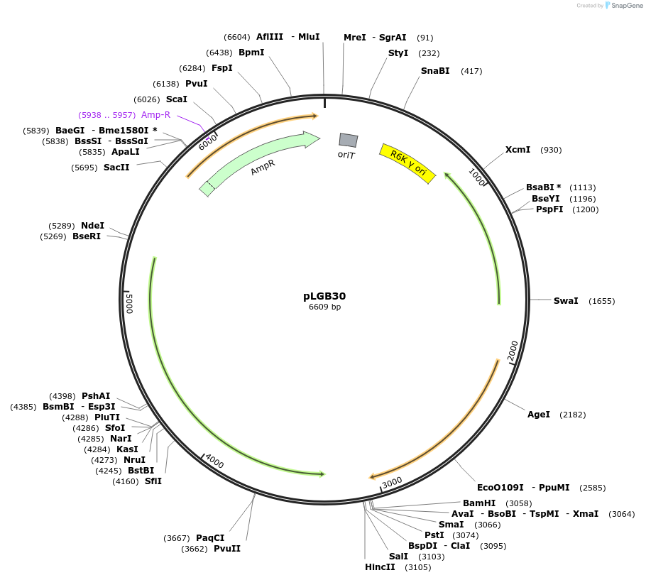 126620-plasmid-map-sequence-id-251794