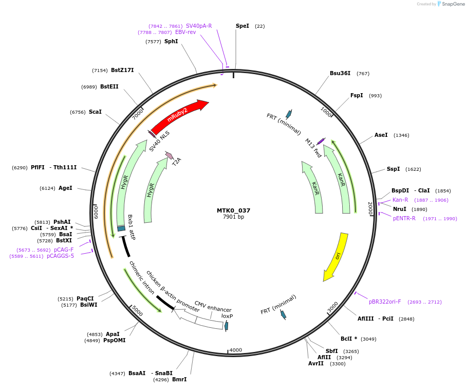 123974-plasmid-map-sequence-id-251795