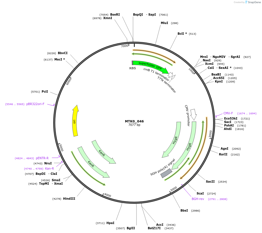 123976-plasmid-map-sequence-id-251798