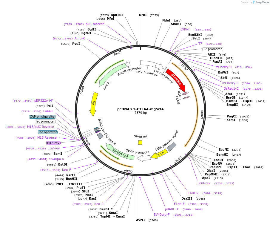 125794-plasmid-map-sequence-id-251800