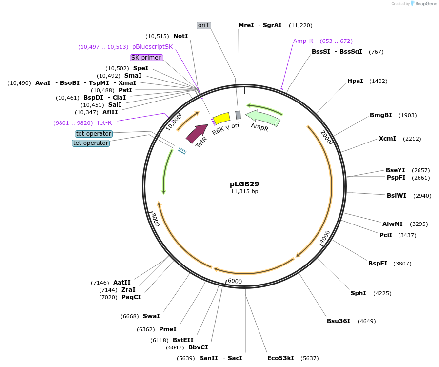126619-plasmid-map-sequence-id-251801