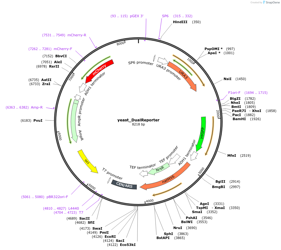 127546-plasmid-map-sequence-id-251803