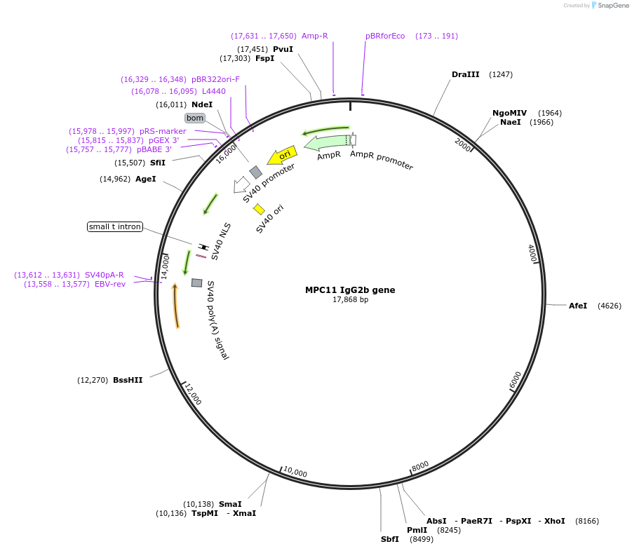 251807_map