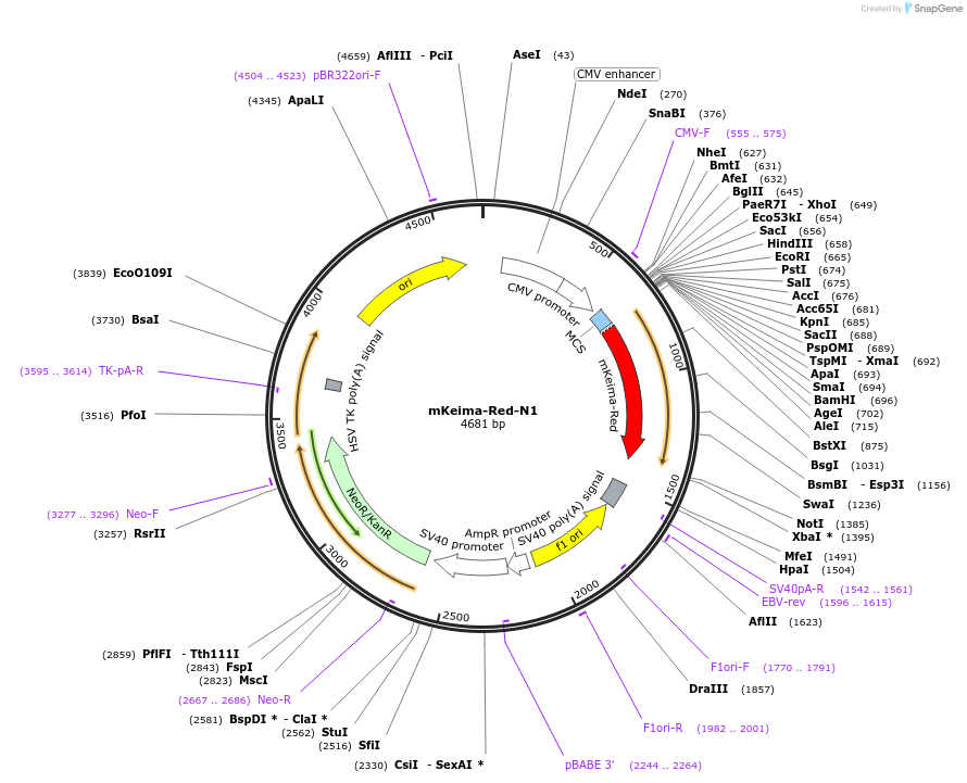 54597-plasmid-map-sequence-id-251812