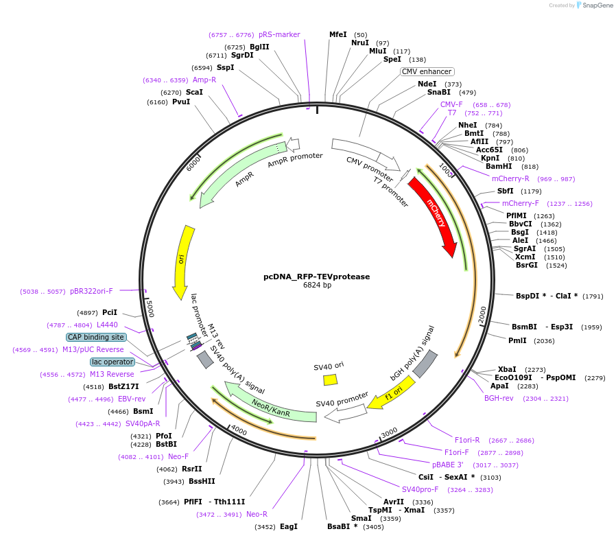 124947-plasmid-map-sequence-id-251844